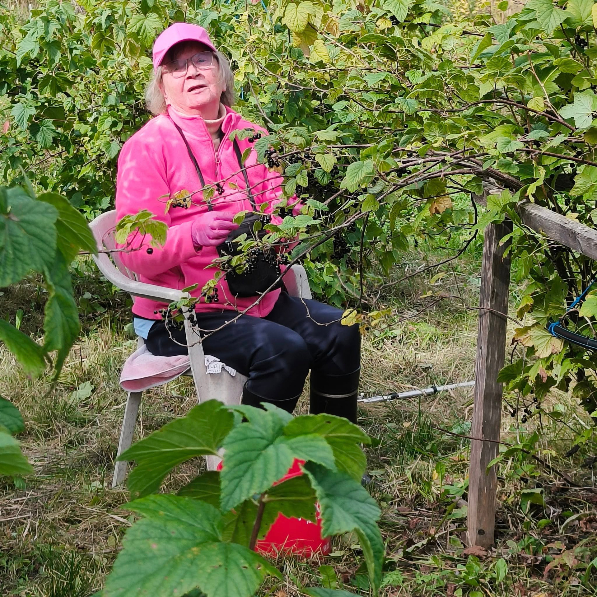 Kaija marjapuskassa viime kesänä